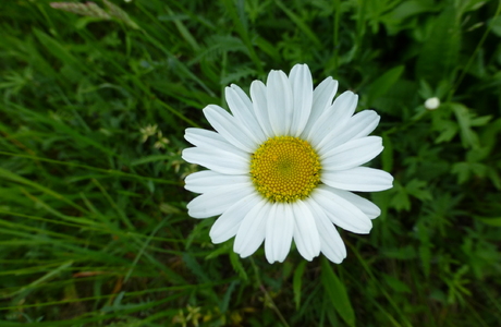 Große Wiesen-Margerite (Leucanthemum ircutianum) - © Philipp Sengl